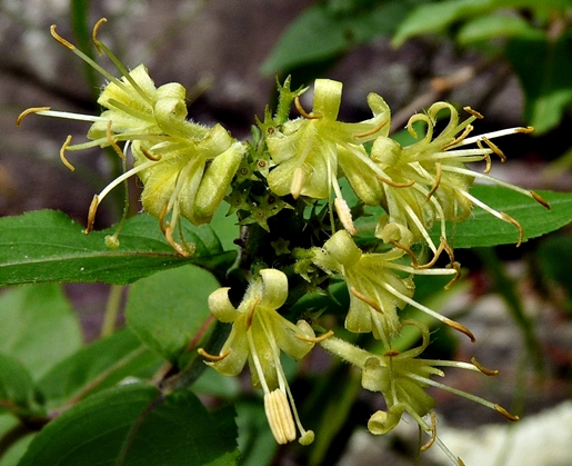 {Diervilla rivularis}